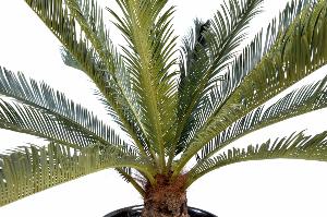 Palma Cycas Artificiale 100 Cm Per Interni