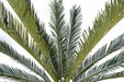 Palma Cycas Artificiale 100 Cm Per Interni