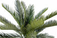 Palma Cycas Artificiale 90Cm Per Interni Esterni