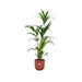 Palma Kentia 160Cm E Il Suo Vaso