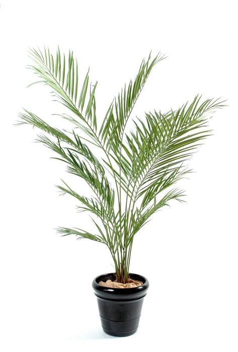Palma Kentia Artificiale 150 Cm Decorazione Interni