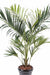 Palma Kentia Artificiale 220 Cm Per Interni