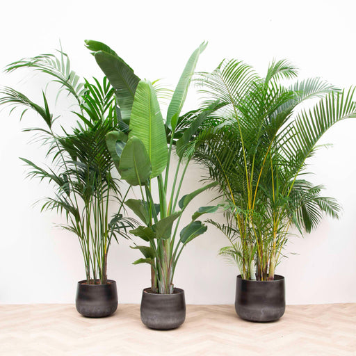 Palma Kentia, Strelitzia Augusta, Palma Areca - Set Di 3 Piante - Confezione Regalo
