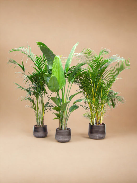 Palma Kentia, Strelitzia Augusta, Palma Areca - Set Di 3 Piante - Confezione Regalo