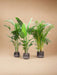 Palma Kentia, Strelitzia Augusta, Palma Areca - Set Di 3 Piante - Confezione Regalo