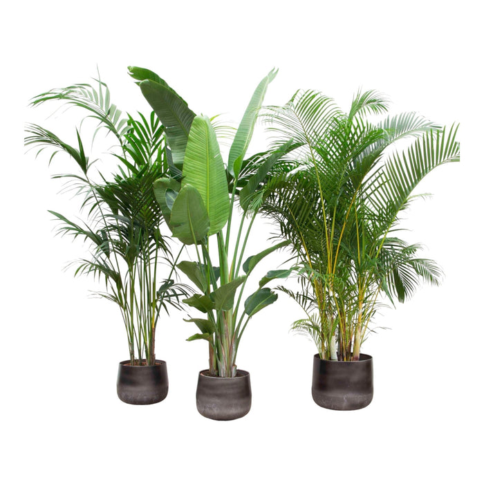 Palma Kentia, Strelitzia Augusta, Palma Areca - Set Di 3 Piante - Confezione Regalo