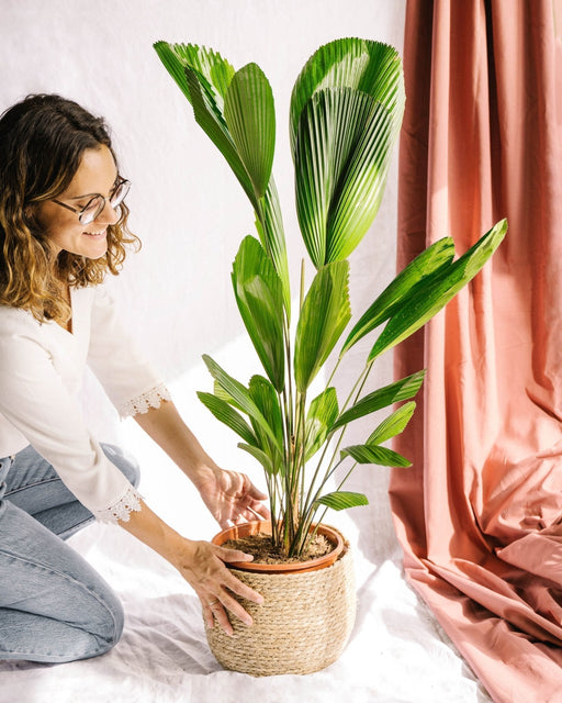 Palma Licuala Grandis H110Cm