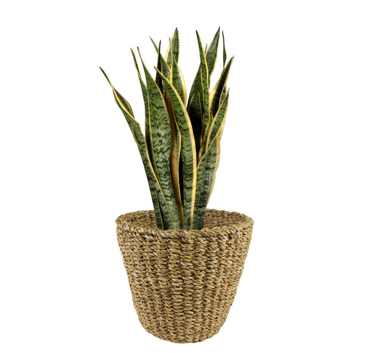 Cestino Naturale - H23Cm, Ø26Cm