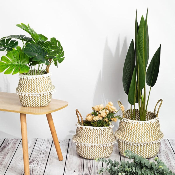 Cestino Per Mosche Tailandesi