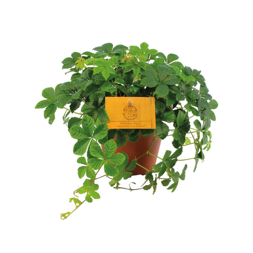 Partenocisso Striato