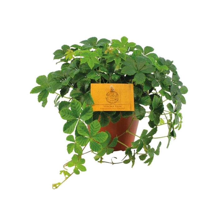 Partenocisso Striato