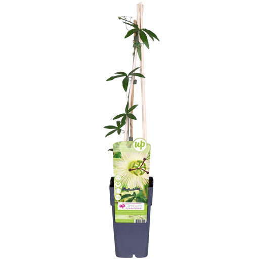 Passiflora Blu 'Constance Elliot' - ↨65Cm - Ø15 - Pianta Rampicante Da Esterno Fiorita