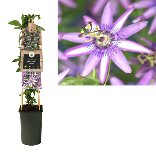 Ametista Passiflora D17Cm H75Cm