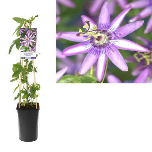 Ametista Passiflora D17Cm H75Cm