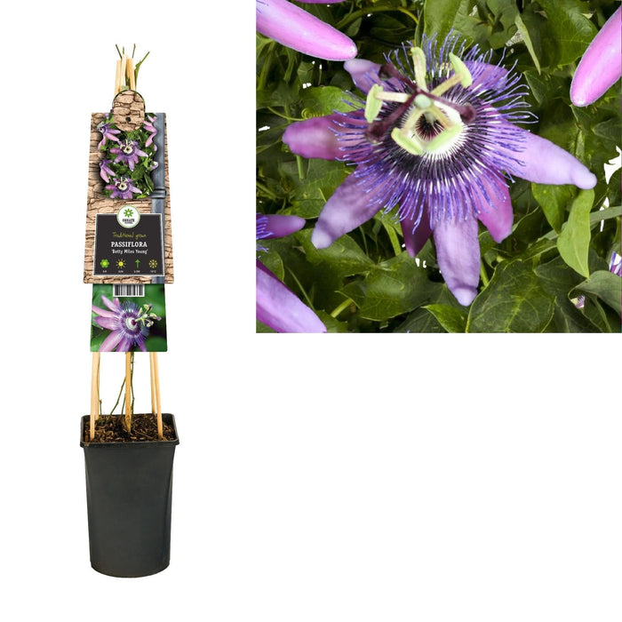 Passiflora Betty D17Cm H75Cm