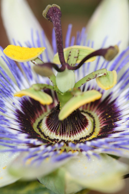 Passiflora Blu