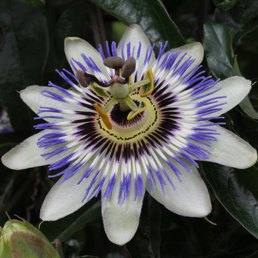 Passiflora Blu