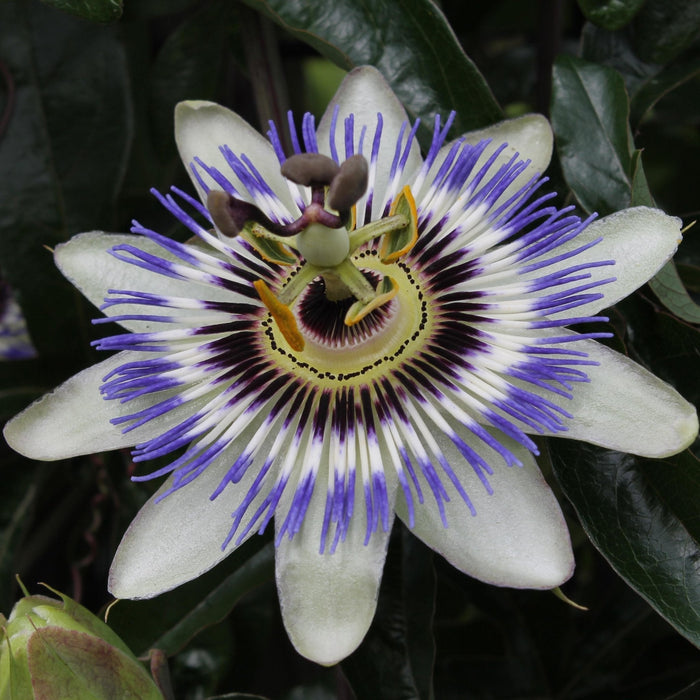 Passiflora Blu