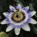 Passiflora Blu