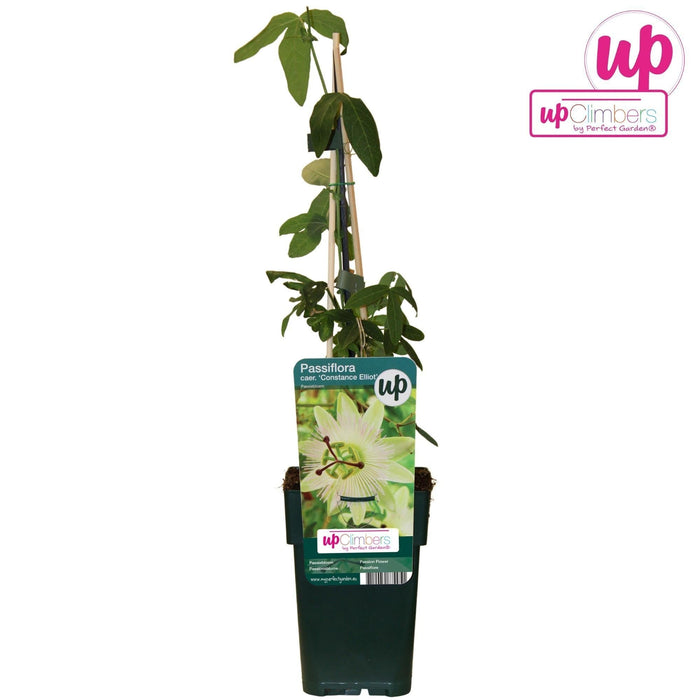 Passiflora Caerulea Constance Elliot - Pianta Rampicante Da Fiore