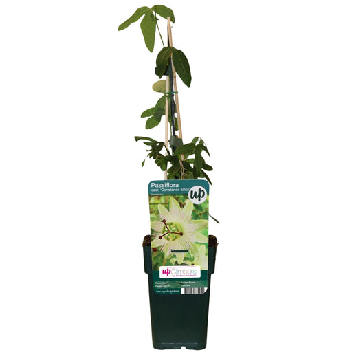 Passiflora Caerulea Constance Elliot - Pianta Rampicante Da Fiore