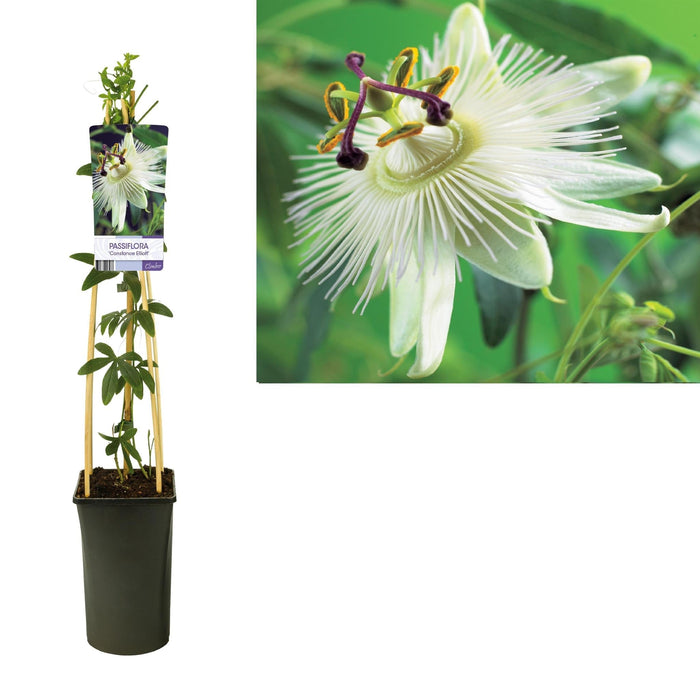 Passiflora Constance Elliott D17Cm H75Cm