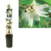 Passiflora Constance Elliott D17Cm H75Cm