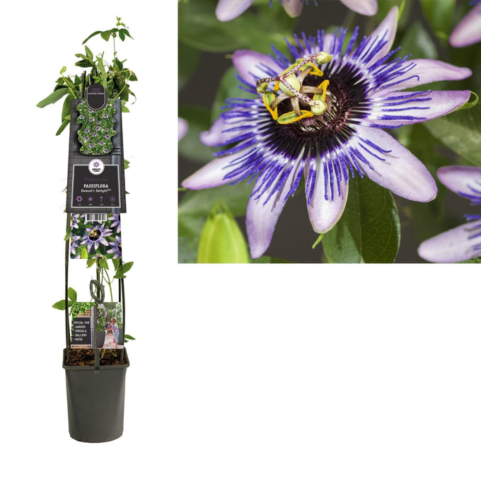 Passiflora Damsel's Delight D23Cm H115Cm