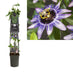 Passiflora Damsel's Delight D23Cm H115Cm