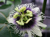 Passiflora Edulis D17Cm H75Cm