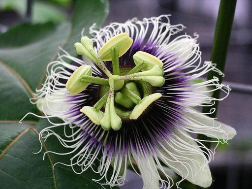 Passiflora Edulis D17Cm H75Cm