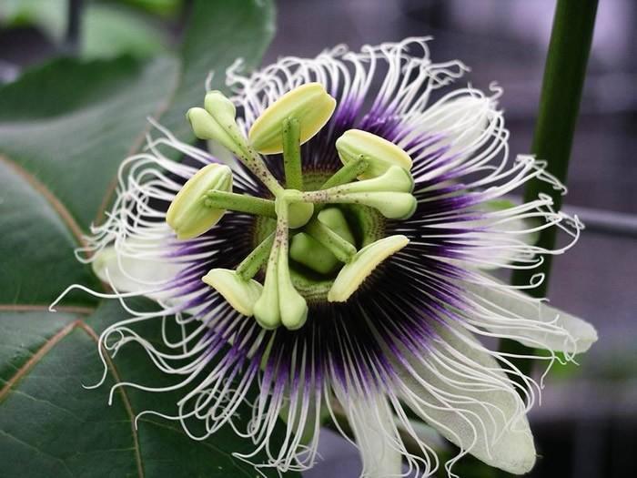 Passiflora Edulis D17Cm H75Cm