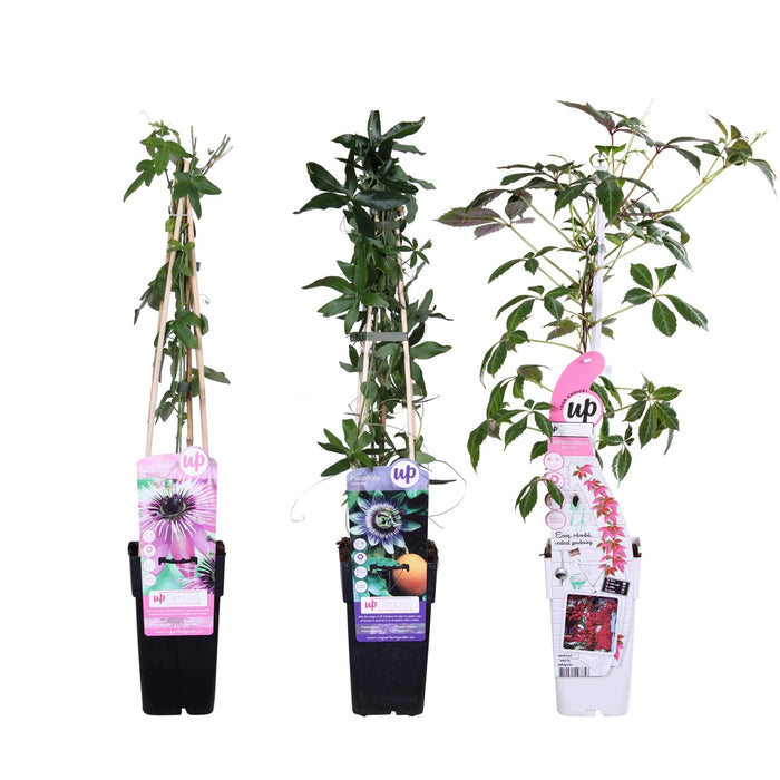 Set Di 3 Passiflora 'Mix' - ↨65 Cm - Ø15 - Pianta Rampicante Da Fiore