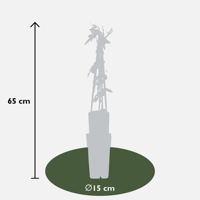 Set Di 3 Passiflora 'Mix' - ↨65 Cm - Ø15 - Pianta Rampicante Da Fiore