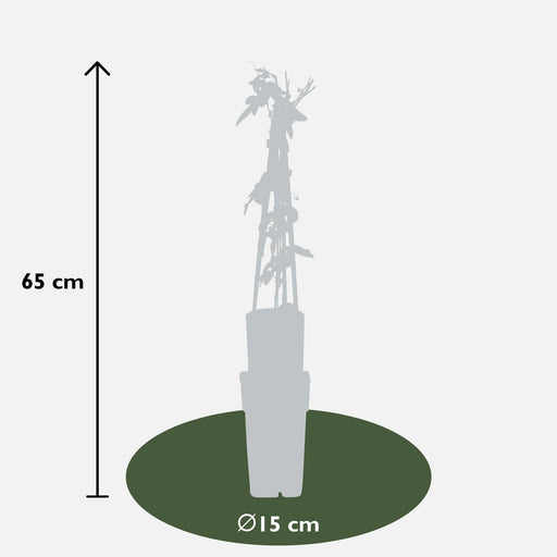 Passiflora 'Purple Haze'