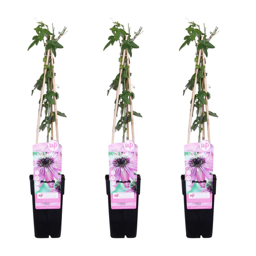 Set Di 3 Passiflora 'Purple Haze' - ↨65 Cm - Ø15 - Pianta Rampicante