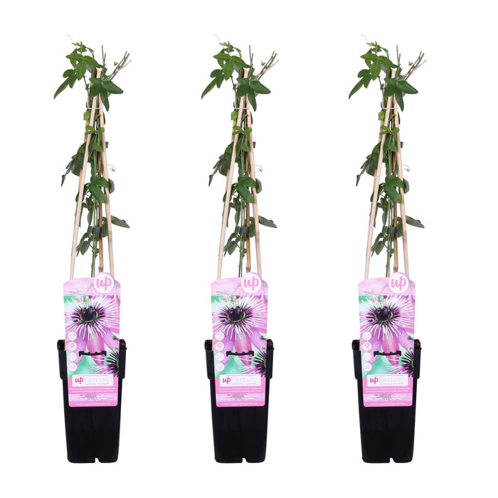 Set Di 3 Passiflora 'Purple Haze' - ↨65 Cm - Ø15 - Pianta Rampicante