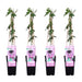 Passiflora 'Purple Haze' Set Da 4 - ↨65 Cm - Ø15 - Pianta Rampicante Da Fiore
