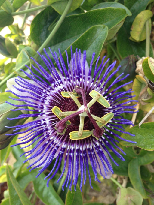 Passiflora 'Purple Haze'
