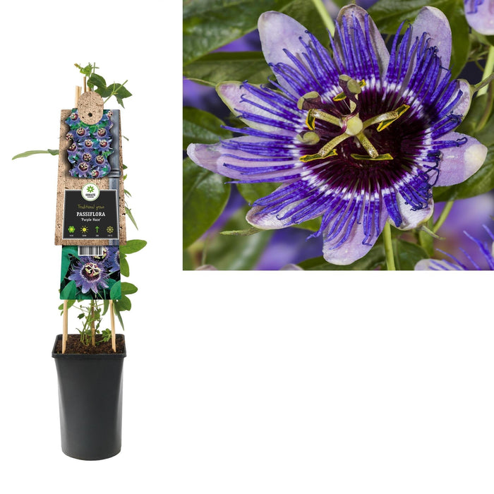 Passiflora Viola Purple Haze D17Cm H75Cm