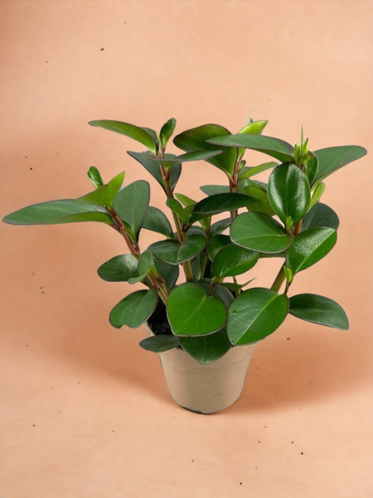 Peperomia Clusiifolia Margine Rosso