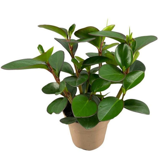 Peperomia Clusiifolia Margine Rosso