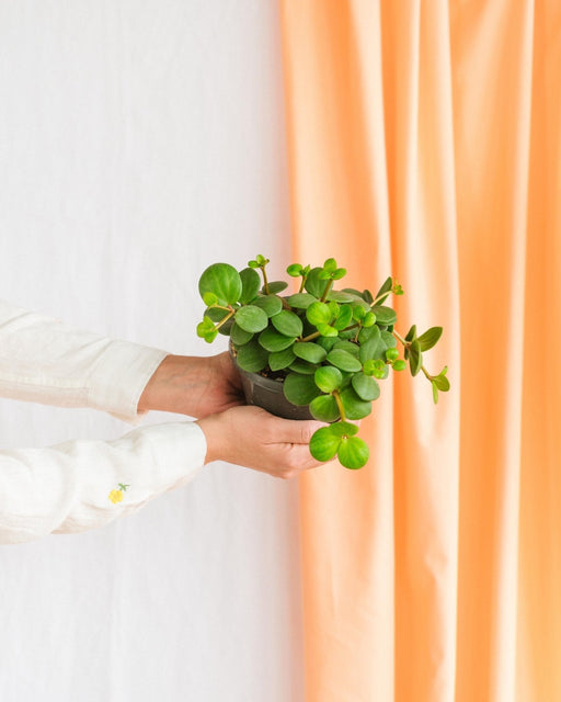 Peperomia Speranza