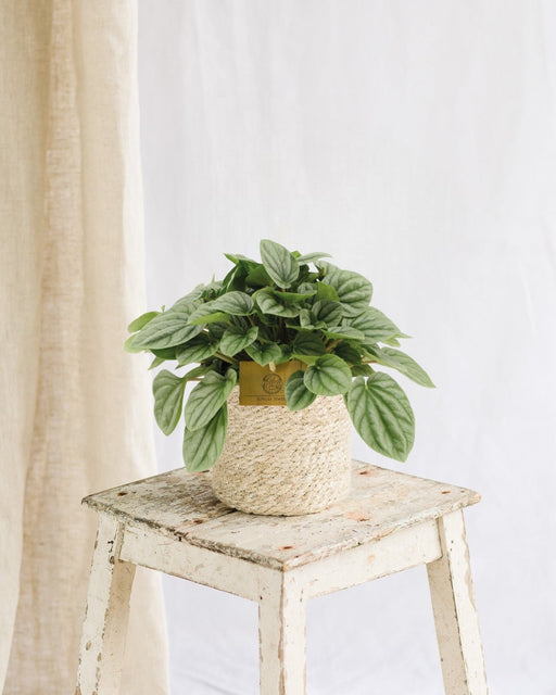 Peperomia Al Chiaro Di Luna