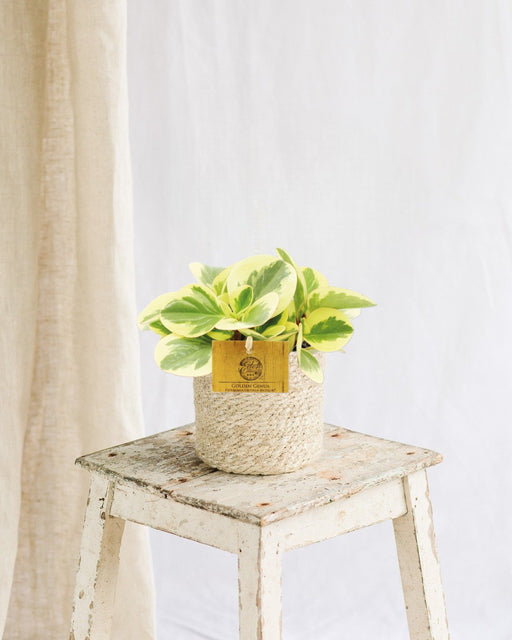 Peperomia Obtipan Bicolore