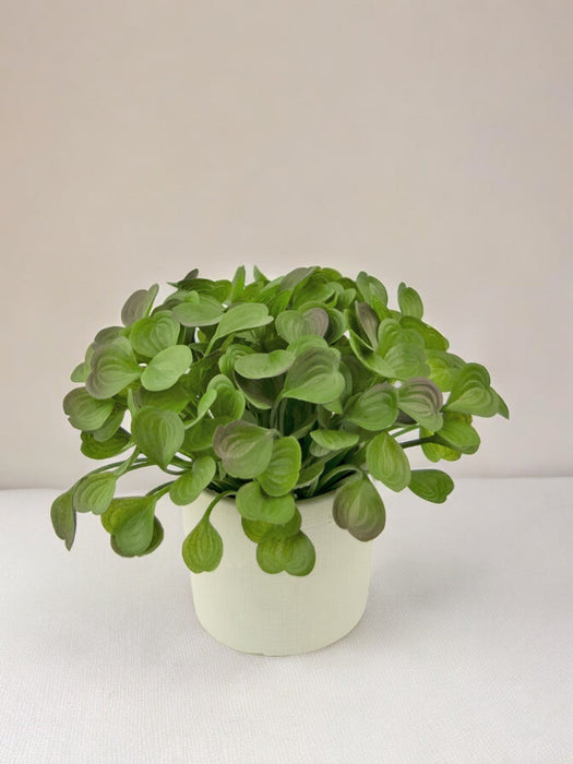 Peperomia - Pianta Verde Artificiale