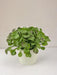 Peperomia - Pianta Verde Artificiale