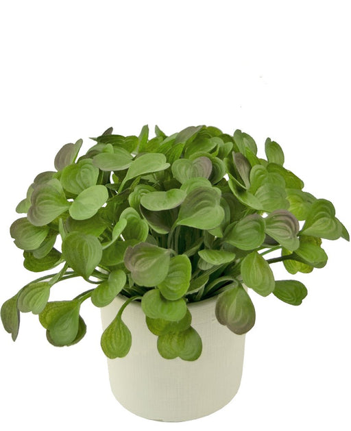 Peperomia - Pianta Verde Artificiale