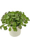 Peperomia - Pianta Verde Artificiale