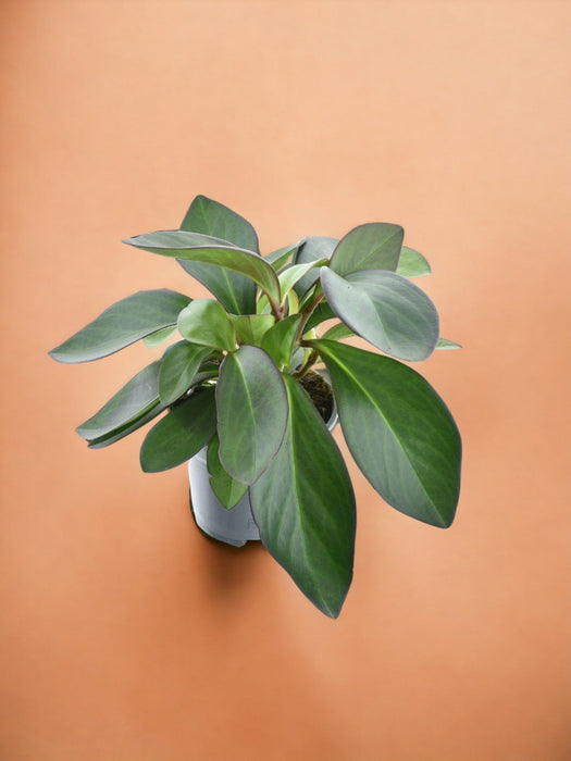 Margine Rosso Peperomia